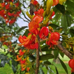 Castanospermum australe (Black Bean, Moreton Bay Chestnut) at Sydney, NSW - 17 Nov 2025 by MatthewFrawley