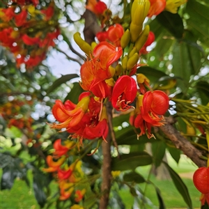 Castanospermum australe at Sydney, NSW - Yesterday by MatthewFrawley