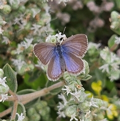 Zizina otis at Sydney, NSW - Yesterday by MatthewFrawley