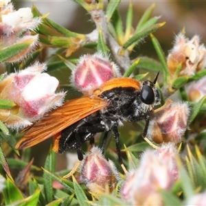 Unverified Pelecorhynchid fly (Pelecorhynchidae) at Tinderry, NSW - Yesterday by Harrisi