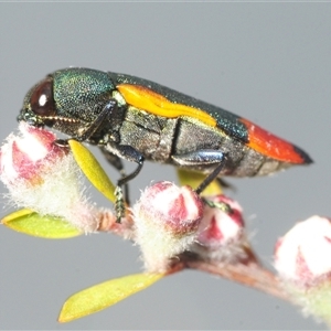 Castiarina kerremansi (A jewel beetle) at Stromlo, ACT - Yesterday by Harrisi