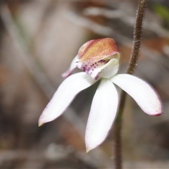 Caladenia moschata (Musky Caps) at Tinderry, NSW - 17 Nov 2025 by Harrisi
