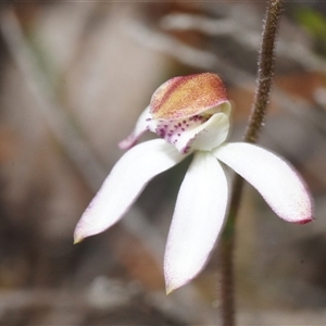 Caladenia sp. at Tinderry, NSW - Yesterday by Harrisi