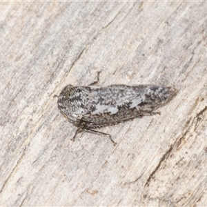 Unverified Leafhopper or planthopper (Hemiptera, several families) at Tinderry, NSW - Yesterday by Harrisi