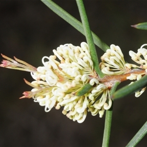 Hakea (genus) at Tinderry, NSW - Yesterday by Harrisi