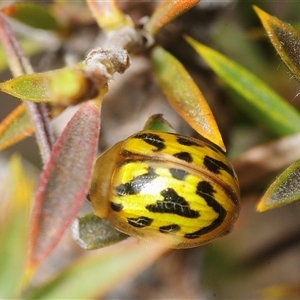 Paropsisterna obliterata (Obliterate Melaleuca Leaf Beetle) at Tinderry, NSW - Yesterday by Harrisi