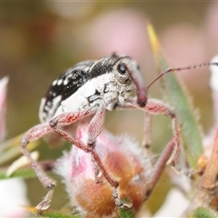 Unverified Weevil (Curculionoidea) at Tinderry, NSW - 17 Nov 2025 by Harrisi