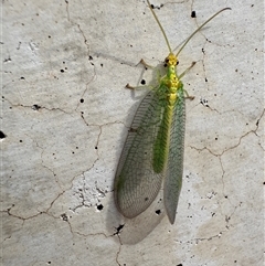 Osmylops sejunctus (Lacewing) at Russell, ACT - 17 Nov 2025 by Hejor1