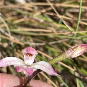 Caladenia alpina at Cotter River, ACT - 12 Nov 2025 by nathkay
