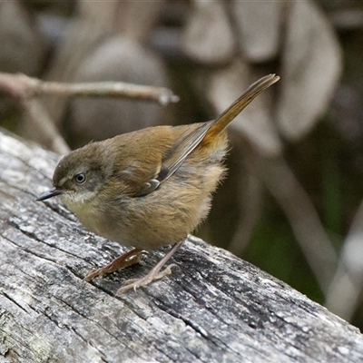 Sericornis frontalis at Aranda, ACT - 17 Nov 2025 by Rheardy