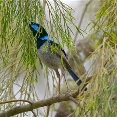 Malurus cyaneus (Superb Fairywren) at Aranda, ACT - 17 Nov 2025 by Rheardy