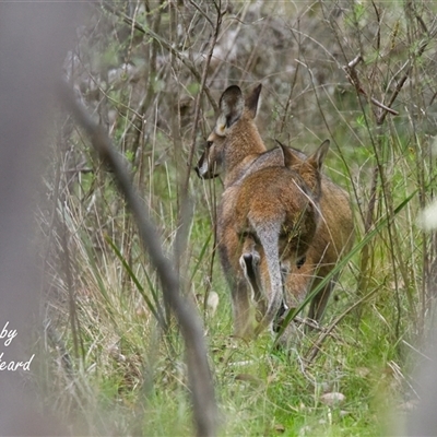 Notamacropus rufogriseus (Red-necked Wallaby) at Aranda, ACT - Yesterday by Rheardy