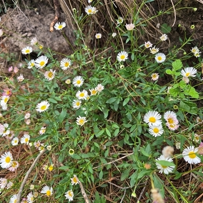 Erigeron karvinskianus (Seaside Daisy) at Isaacs, ACT - 17 Nov 2025 by Mike