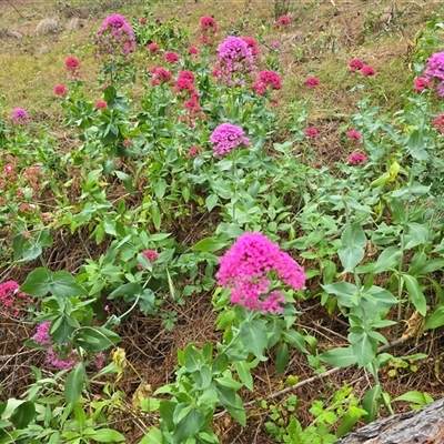 Centranthus ruber (Red Valerian, Kiss-me-quick, Jupiter's Beard) at Isaacs, ACT - 17 Nov 2025 by Mike
