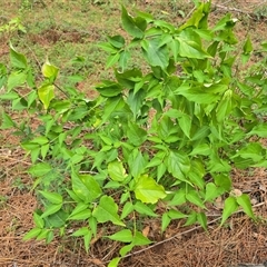 Leycesteria formosa at Isaacs, ACT - 17 Nov 2025 by Mike