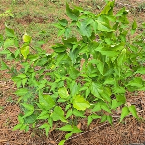 Leycesteria formosa at Isaacs, ACT - Yesterday by Mike