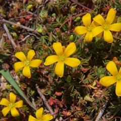 Oxalis perennans at Kambah, ACT - 4 Oct 2025 by BarrieR