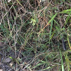 Einadia nutans at Lyons, ACT - Today by ran452