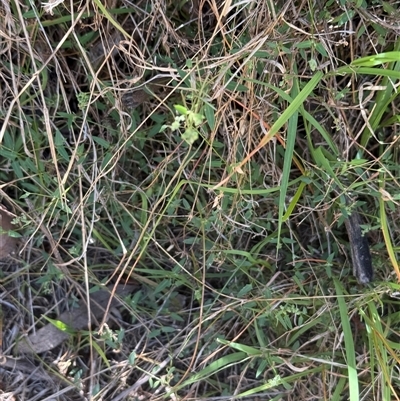 Einadia nutans (Climbing Saltbush) at Lyons, ACT - 18 Nov 2025 by ran452