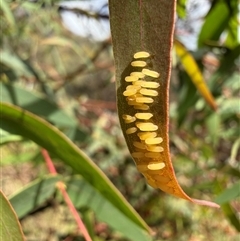 Paropsisterna cloelia (Eucalyptus variegated beetle) at Paddys River, ACT - 15 Nov 2025 by Ash295
