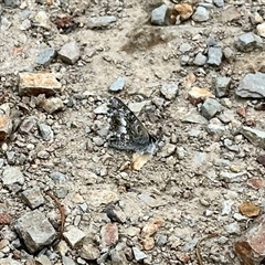 Theclinesthes serpentata at Aranda, ACT - 17 Nov 2025 by KMcCue