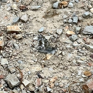 Theclinesthes serpentata at Aranda, ACT - Yesterday by KMcCue