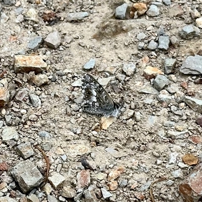 Theclinesthes serpentata at Aranda, ACT - 17 Nov 2025 by KMcCue