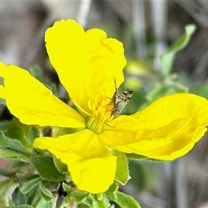 Acanthonevroides sp. (genus) at Aranda, ACT - Yesterday by KMcCue