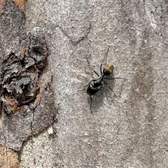 Camponotus aeneopilosus (A Golden-tailed sugar ant) at Aranda, ACT - 17 Nov 2025 by KMcCue