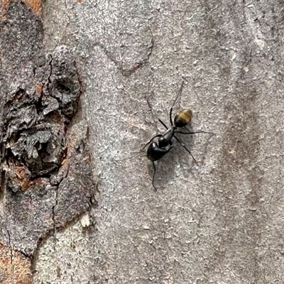 Camponotus aeneopilosus (A Golden-tailed sugar ant) at Aranda, ACT - 17 Nov 2025 by KMcCue