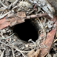 Artoria lineata at Aranda, ACT - 17 Nov 2025 by KMcCue