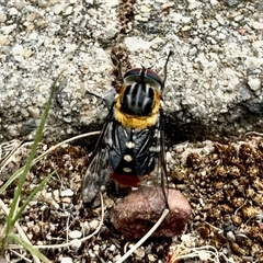 Scaptia (Scaptia) auriflua (A flower-feeding march fly) at Aranda, ACT - 17 Nov 2025 by KMcCue