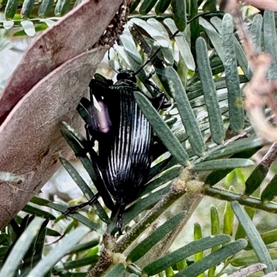 Homotrysis sp. (genus) at Aranda, ACT - 17 Nov 2025 by KMcCue