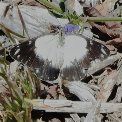 Delias harpalyce (Imperial Jezebel) at Yarralumla, ACT - 18 Nov 2025 by JohnBundock