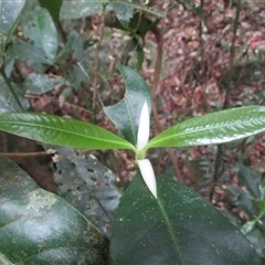 Bosistoa medicinalis at Syndicate, QLD - 25 Jul 2022 by JasonPStewart