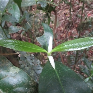 Bosistoa medicinalis at Syndicate, QLD - 25 Jul 2022 by JasonPStewart