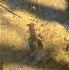 Cherax destructor at Wentworth Falls, NSW - Yesterday by courtneyb