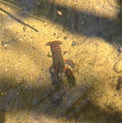 Cherax destructor at Wentworth Falls, NSW - Yesterday by courtneyb