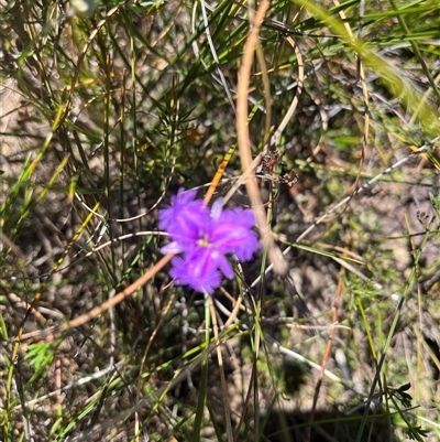 Thysanotus (Genus) at Blue Mountains National Park, NSW - Yesterday by courtneyb