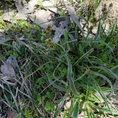 Luzula densiflora at Sutton, NSW - 12 Oct 2025 by Marchien