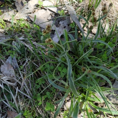 Luzula densiflora at Sutton, NSW - 12 Oct 2025 by Marchien