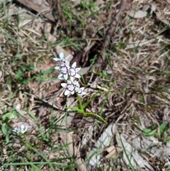 Wurmbea dioica subsp. dioica (Early Nancy) at Sutton, NSW - 12 Oct 2025 by Marchien