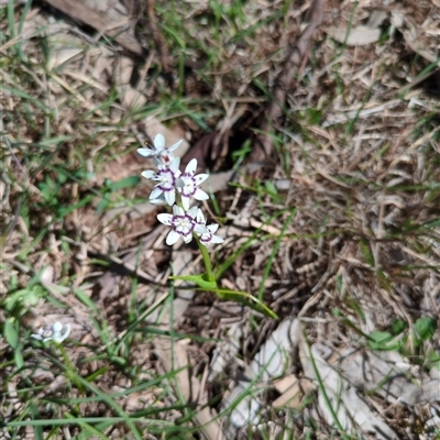 Wurmbea dioica subsp. dioica (Early Nancy) at Sutton, NSW - 12 Oct 2025 by Marchien