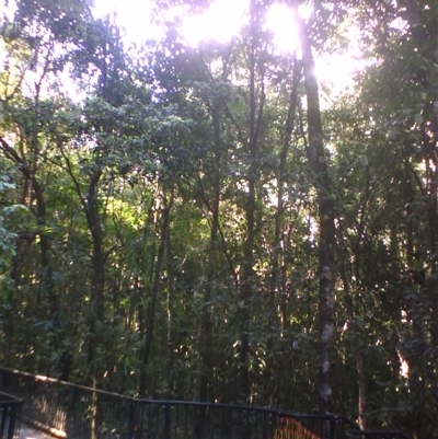 Bosistoa medicinalis at Syndicate, QLD - 3 May 2014 by JasonPStewart