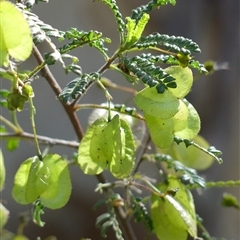 Dodonaea multijuga by Curiosity