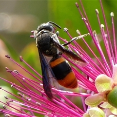 Hyleoides concinna (Wasp-mimic bee) at Braemar, NSW - 13 Nov 2025 by Curiosity