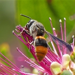 Hyleoides concinna at Braemar, NSW - 13 Nov 2025 12:56 PM