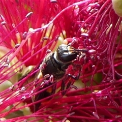 Hyleoides concinna at Braemar, NSW - 13 Nov 2025 12:56 PM