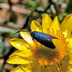 Myrtartona coronias (A Forester moth (Procidinae)) at Hawker, ACT - 18 Nov 2025 by sangio7