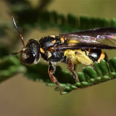 Lasioglossum (Australictus) peraustrale (Halictid bee) at  - suppressed by DianneClarke